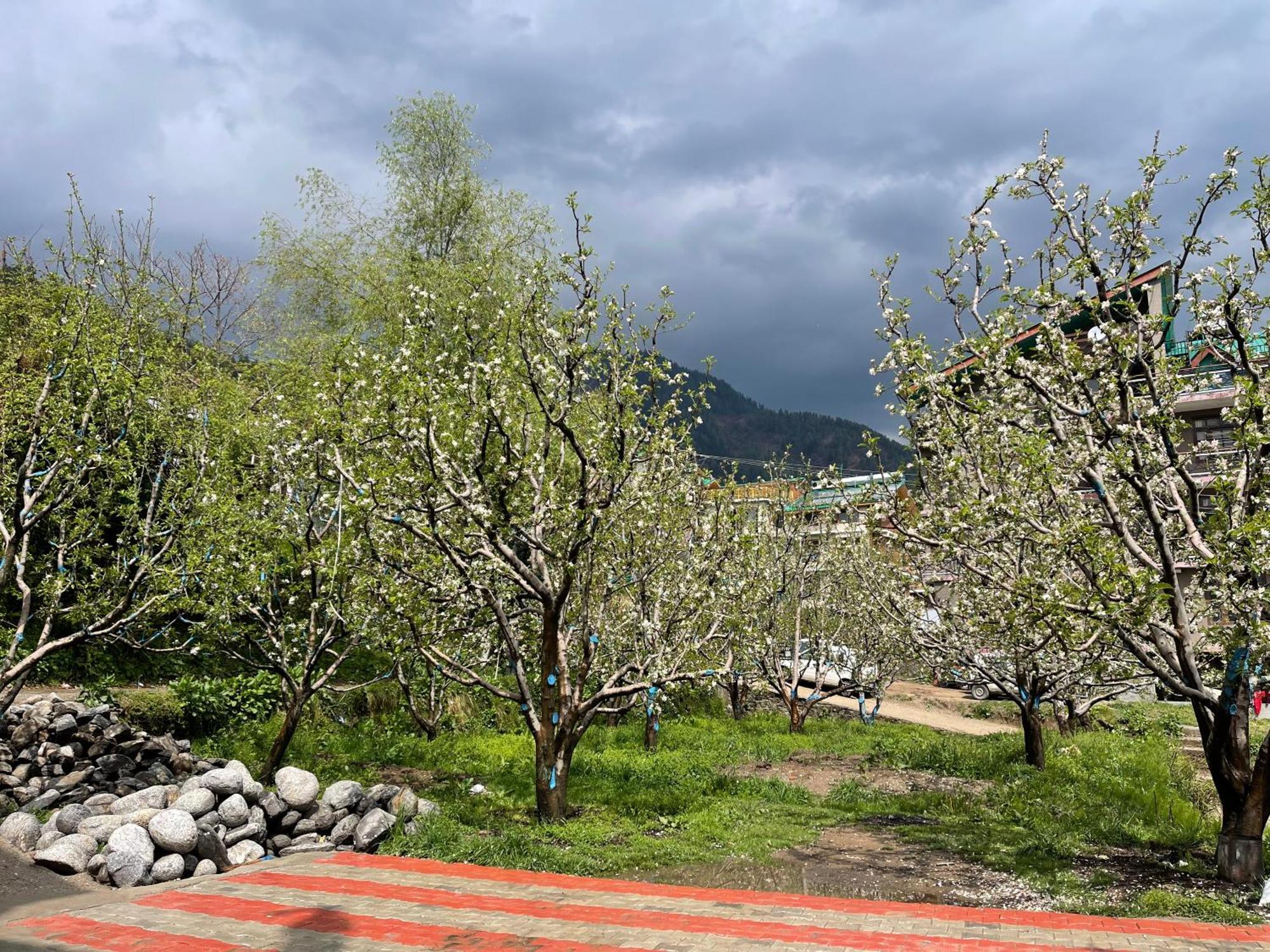 Shubham Cottage Manali - Manali (Himachal Pradesh) — Photos 3